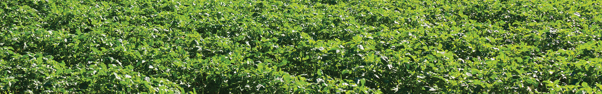Wisa - Leaders In Irrigation Wisa - Leaders In Irrigation