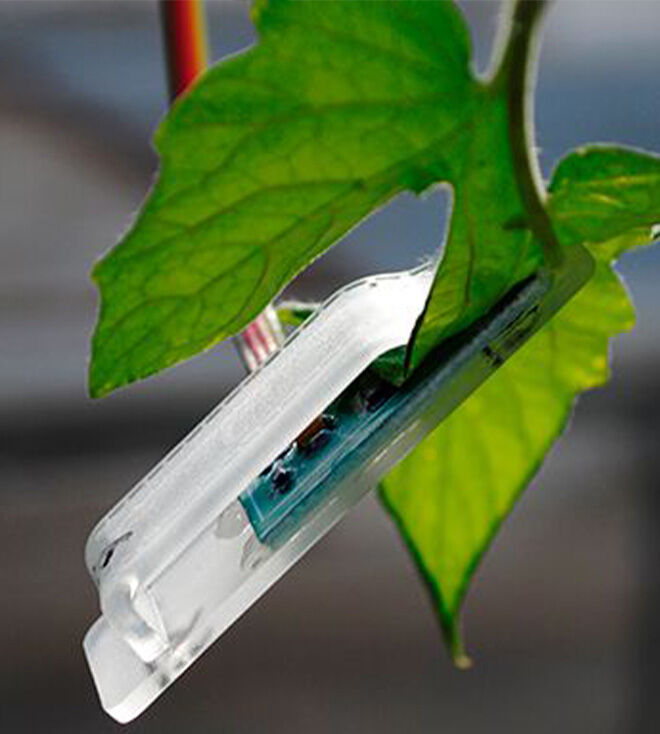 Plant Leaf Sensors